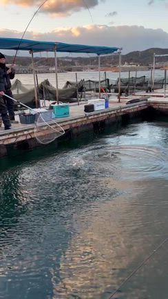 釣堀の記事動画