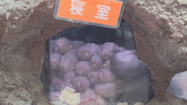移動支援　上野動物園の記事動画