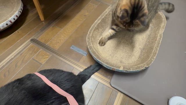 お尻尾は楽しいの記事動画