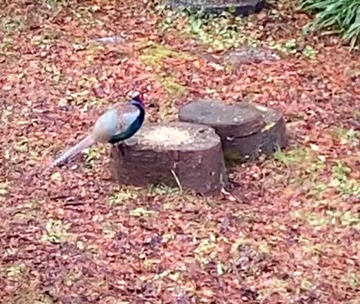 キジくん、もうすぐ恋の季節の記事動画