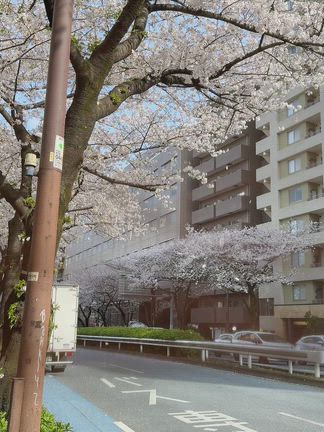 明治通り、花吹雪の記事動画