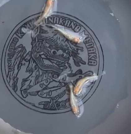 4月スタートです。【川の中のめだか】の記事動画