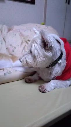 12/20  ココくん(元 ラミーくん)里親様よりの記事動画