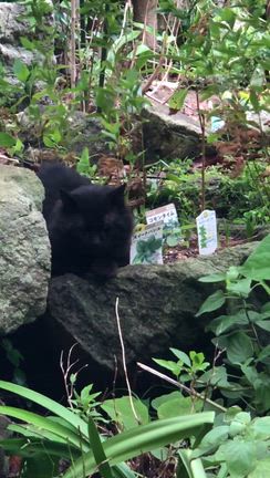 台風真っ最中の伊豆諸島(北)でございますというお話しの記事動画