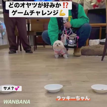 看板犬チャンタ！頑張ってWANBANA学園の入学式！／ホワイトデーイベント明日15日まで！の記事動画