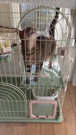 ちょこっと猫部　福くんの記事動画