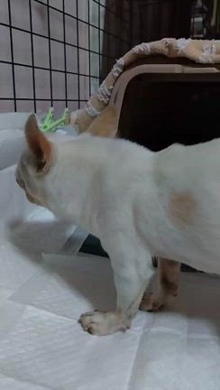 【くまモンの辛い咳】命の叫び、緊急搬送した小さなチワワの記事動画