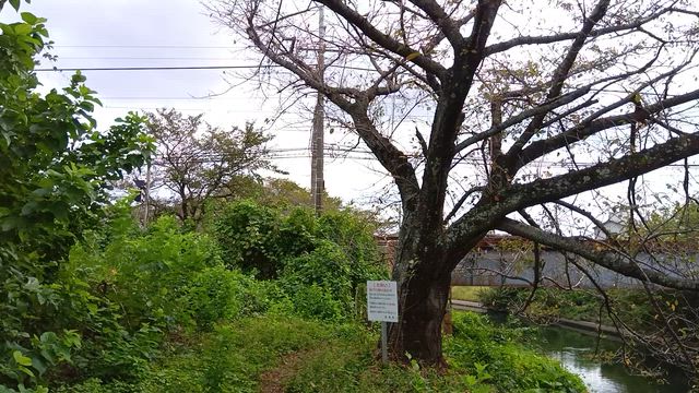 復帰しました☆彡の記事動画