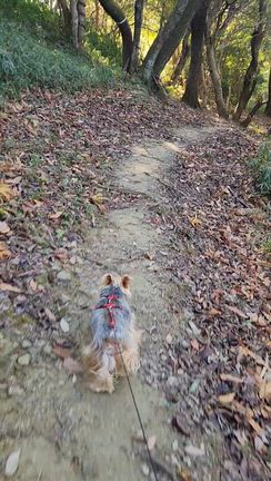 昨日のお散歩と、今年の自分へのご褒美の記事動画