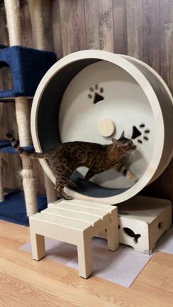 「野良猫が夢に出てくる夜」からはじまる、ちいさな幸せの話の記事動画