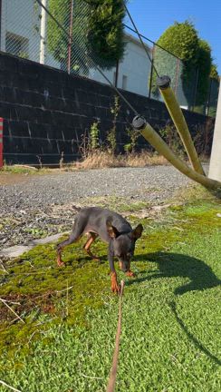 11月22日販売中のミニピン子犬の記事動画