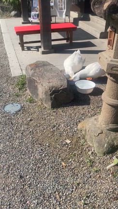 アヒル日記（2025.4.30）の記事動画