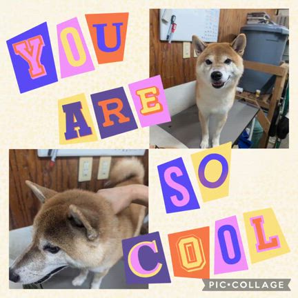 ☆*ﾟ ゜ﾟ*☆小鉄くん☆*ﾟ ゜ﾟ*☆の記事動画