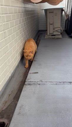 ベランダに出たよーの記事動画