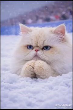 ニャンニャンピックの記事動画