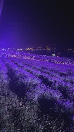 かみふらの日の出ラベンダー園の記事動画