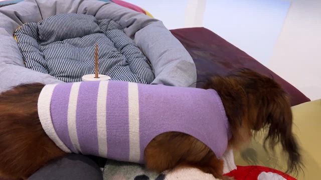 鼻が効かない？の記事動画