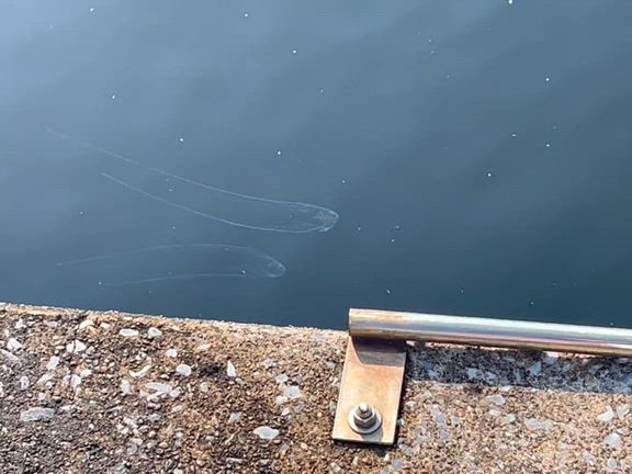 若者再来〜穴撃ちとライトアジの両立に挑戦の記事動画