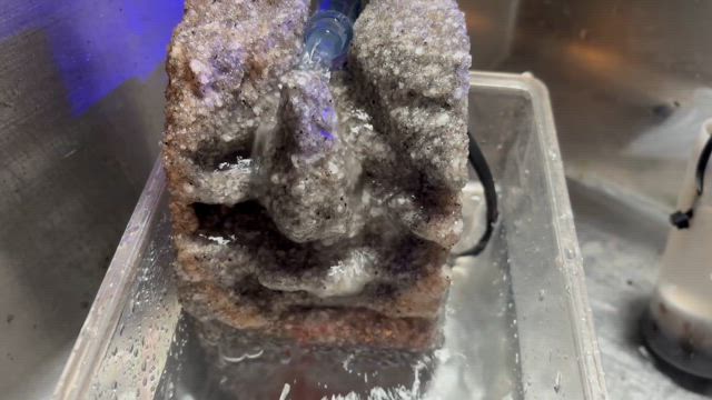 コケコケしてますの記事動画