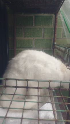 ミルクの嘘の記事動画