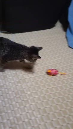 エンドゥさんちのゆずちゃんの記事動画