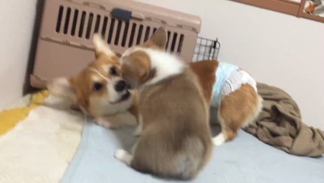 2024/02/13の記事動画