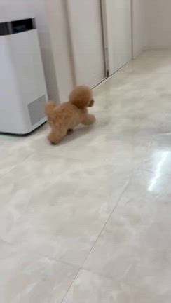 らんちゃんの記事動画
