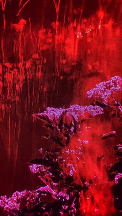 京セラ美術館　蜷川実花展の記事動画