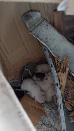 多頭飼育現場への記事動画