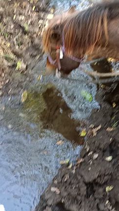 「こごみ」と宮島岬デートの記事動画