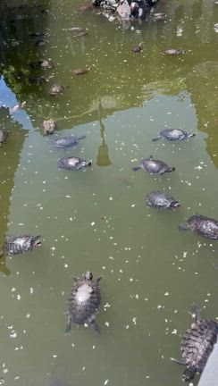 今日から黄色い太陽の13日間。の記事動画