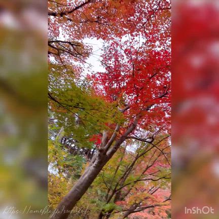 【紅葉狩り2025:①】#夫婦デート｜自然の恩恵を受けてパワーチャージ！の記事動画