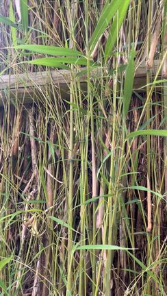 タイミンチクの花の記事動画