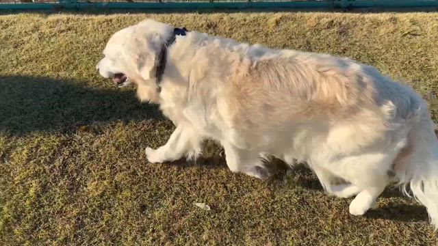 ①ゆき闘病記録 2024年11月27日夜～28日の記事動画