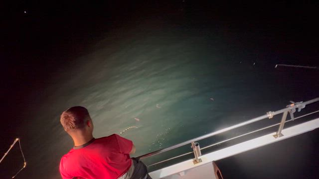 半夜冒険便‼️巨サバ、大、中アジ‼️の記事動画