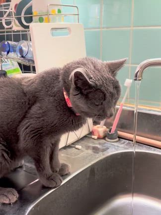 ノリちゃんは元気ですの記事動画