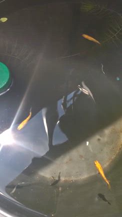 水足しの記事動画