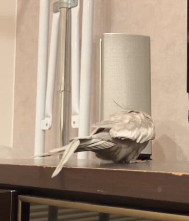 里親様からのお便り❤️14の記事動画