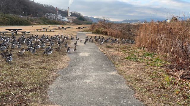 No.749 学法石川と腸脛靭帯炎がキター！の記事動画