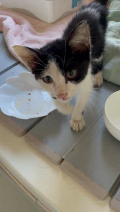 動画一覧｜「よこねこ」