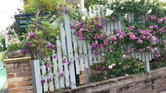 きれいになれない理由の記事動画