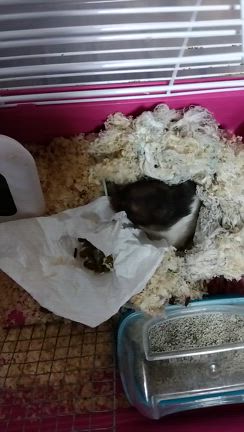 キッチンペーパー好きのハムスター・講座“紫式部と平安の女性たち”の記事動画