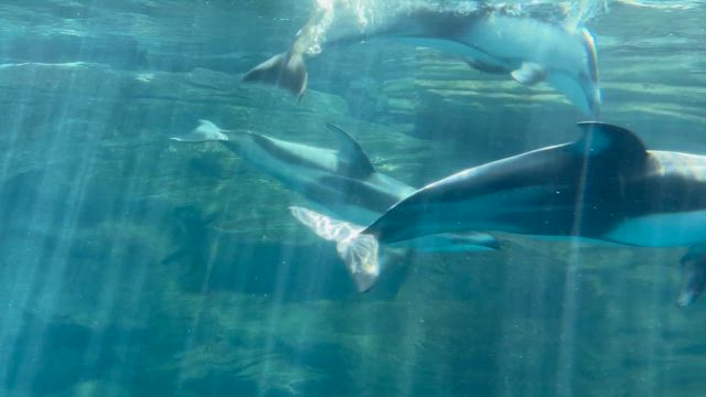 海遊館の生き物たち、やっぱ大阪だからか？？の記事動画