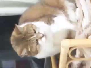 2025/04/14(月)　血圧低かったの記事動画