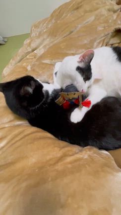 こどもの日、ねこどもの日(笑)の記事動画