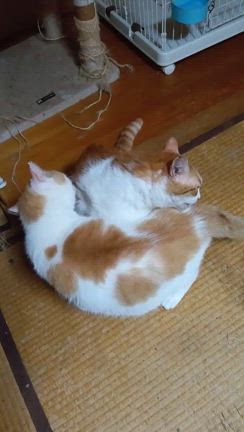 仲良しこよしパート２の記事動画