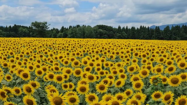 長岡花火大会　ツアーアドバイスの記事動画