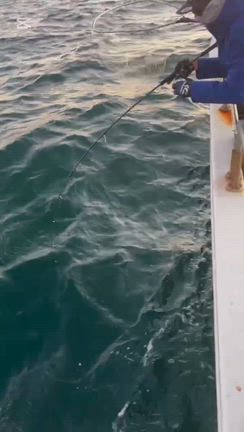 2025.11.22  2便　青物/サワラキャスティングの記事動画