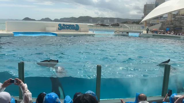 鴨川シーワールドに行ってきましたの記事動画