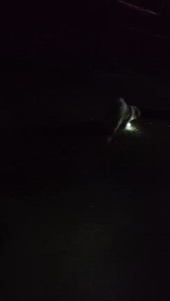 ぼくはみこと　　朝の散歩はなかったんだっっっっの記事動画